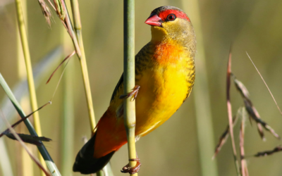 Orange-breasted waxbill
