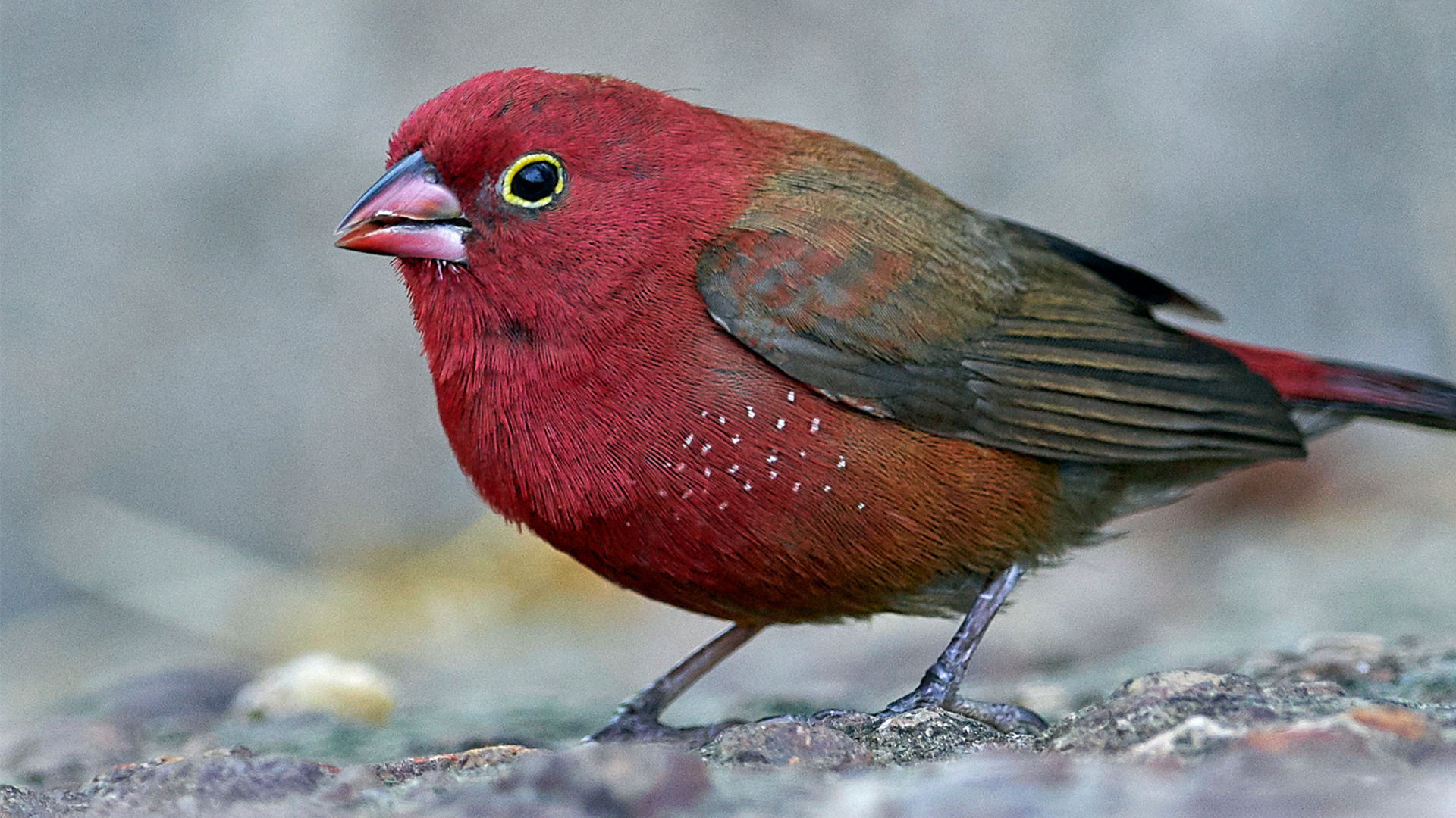 Red-billed firefinch