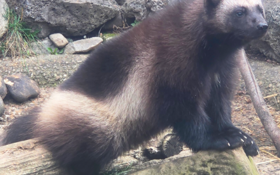 America 250 for $2.50 Weekend