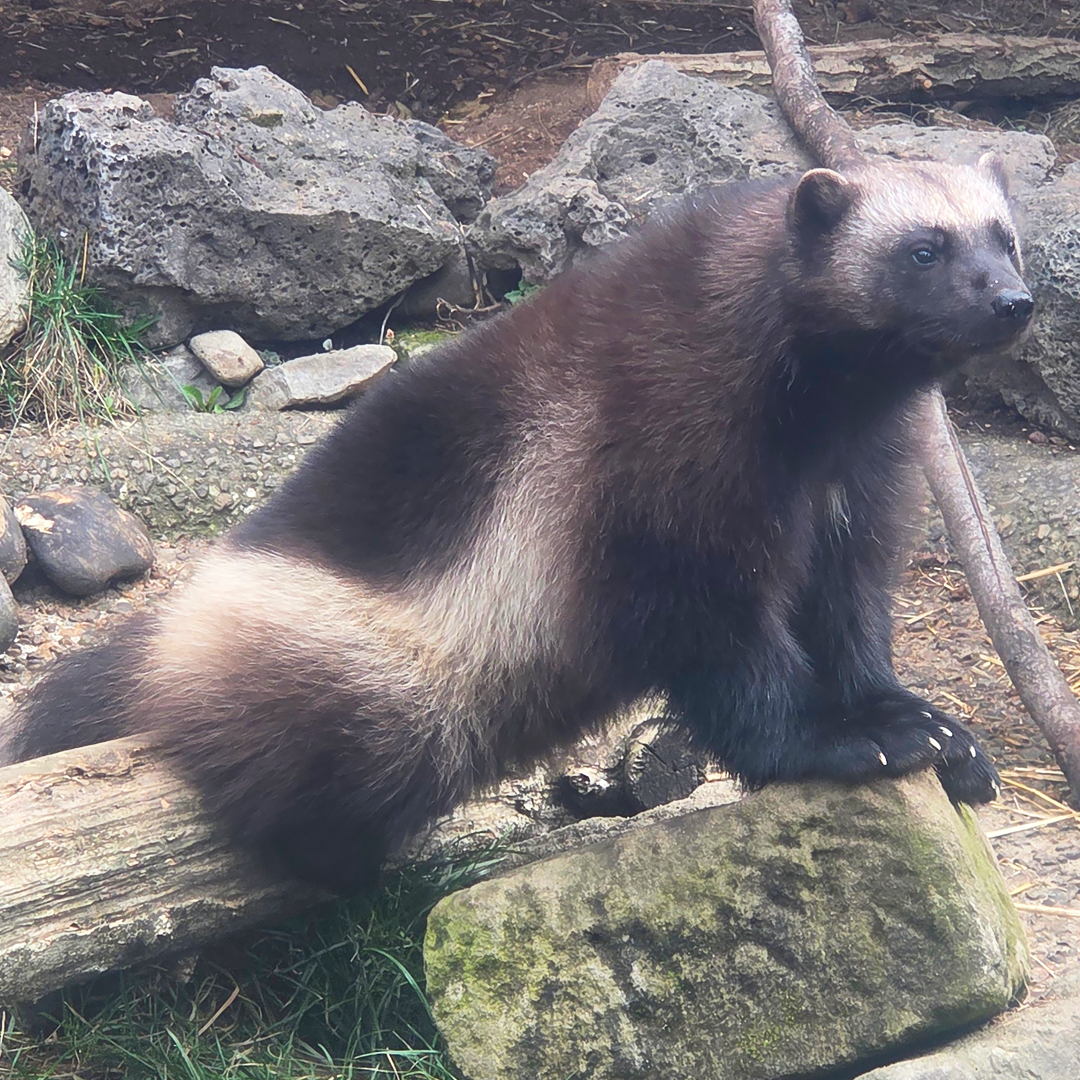 Zoo Boise 1080×1080 square WOLVERINE Laura