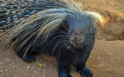 African Cape porcupine