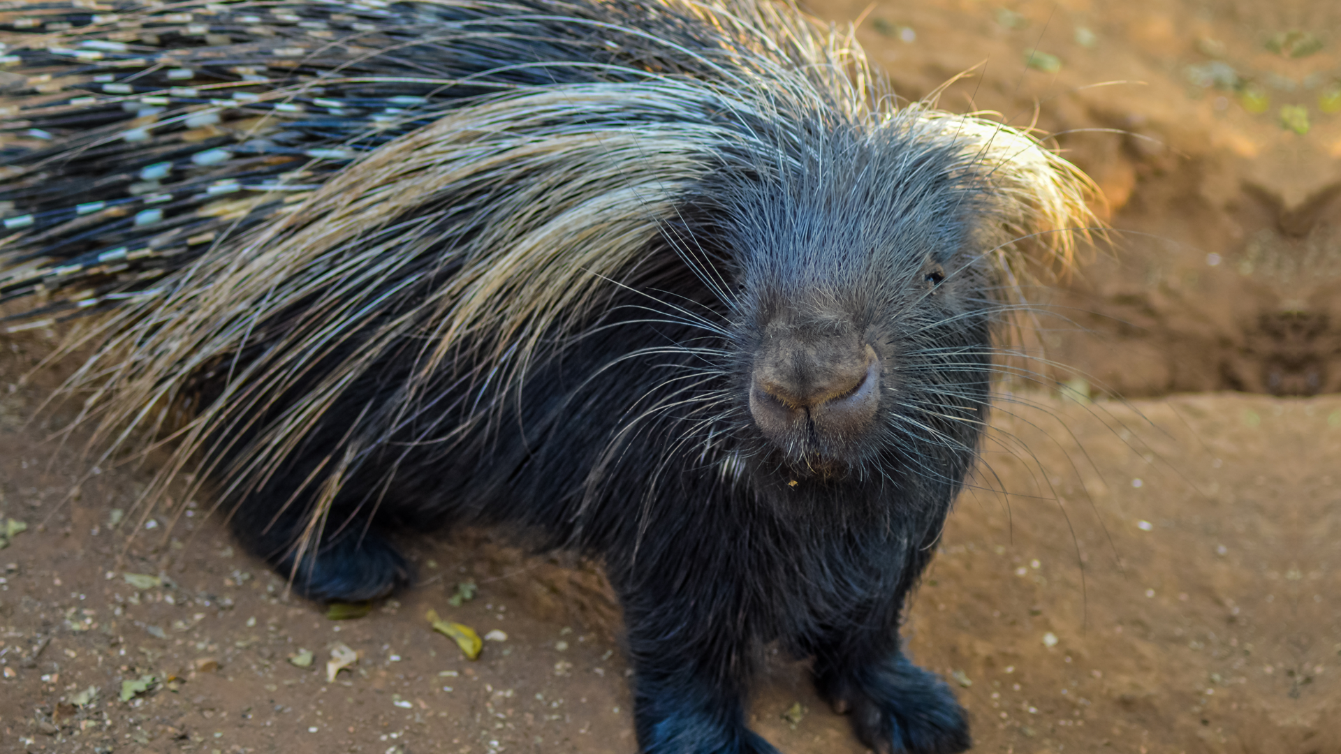 African Cape porcupine