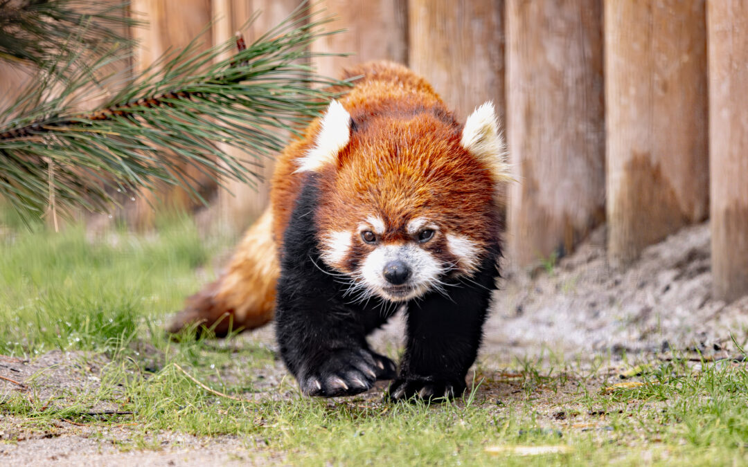 Zoo Boise Wins International Award