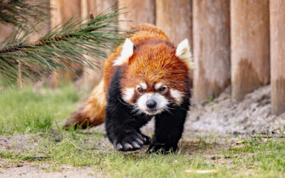 Zoo Boise Wins International Award