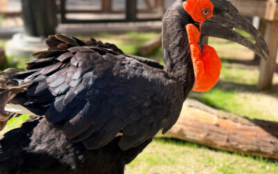 Zoo Boise Debuts New Education Campus