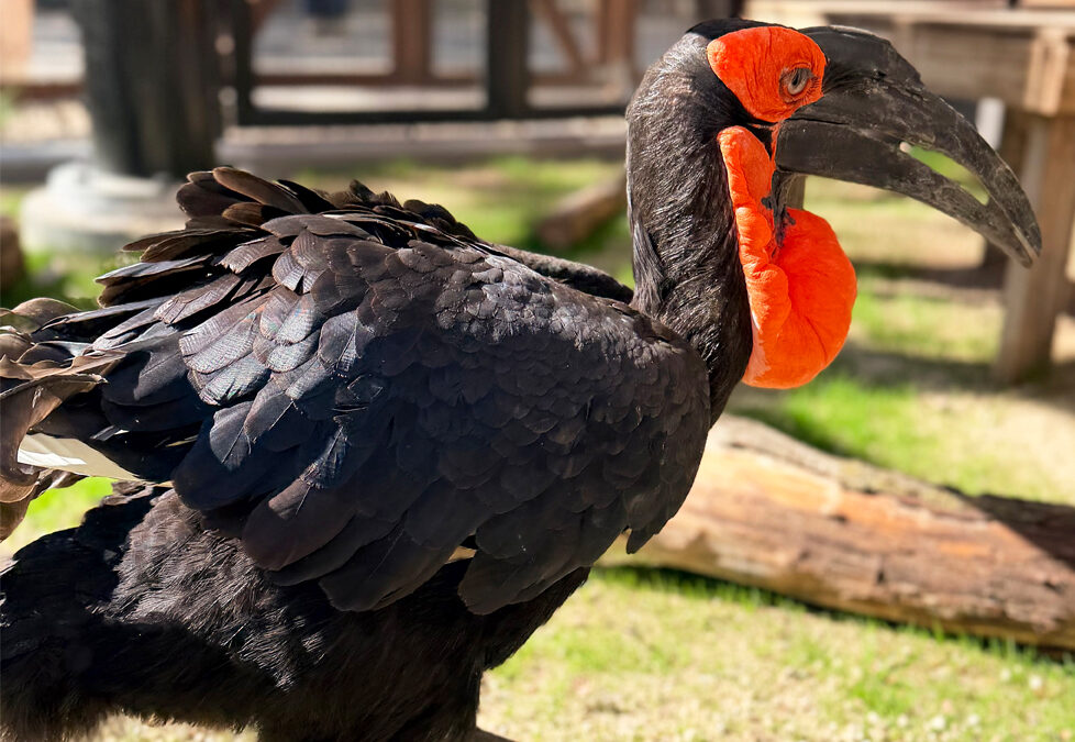 Zoo Boise Debuts New Education Campus