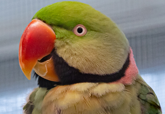 Headshot portrait of a male Alexandrine parakeet looking left