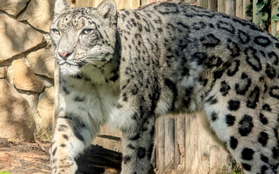 Zoo Boise Provides Health Update on Beloved Snow Leopard Sabu