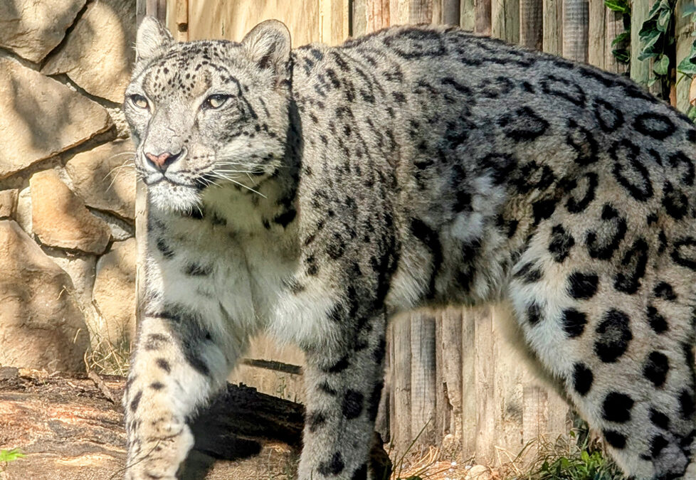 Zoo Boise Provides Health Update on Beloved Snow Leopard Sabu