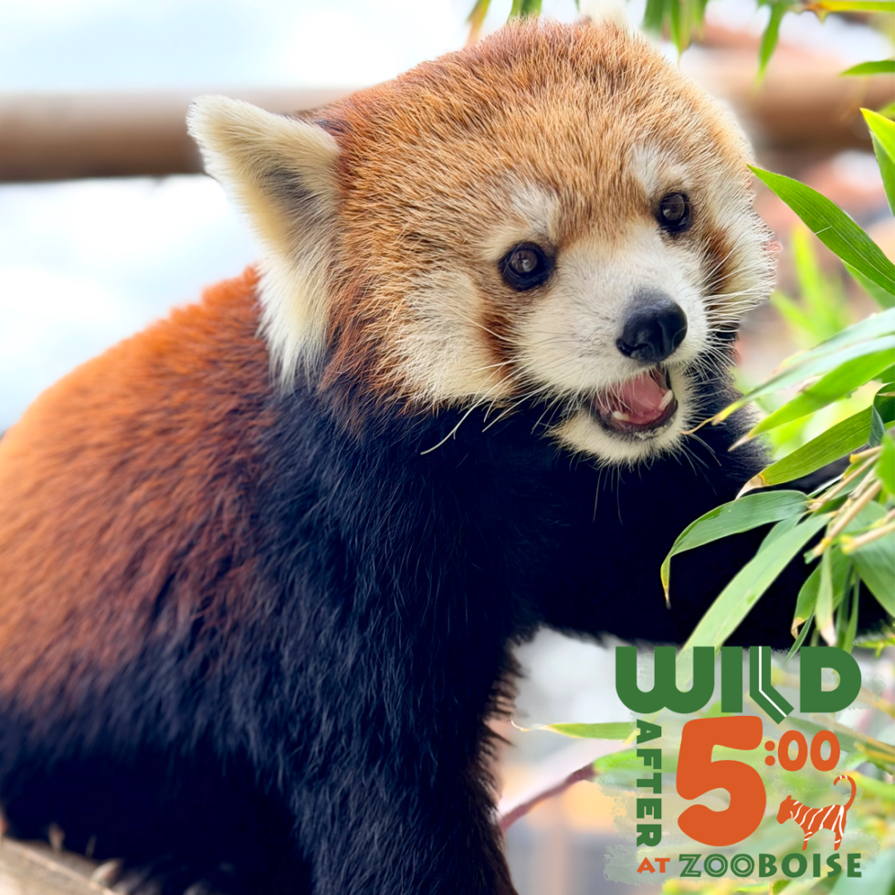 A female Chinese red panda grabs a bamboo leaf.