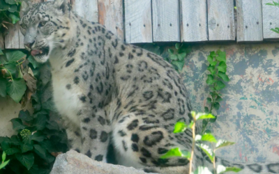 Zoo Boise Mourns the Loss of Beloved Snow Leopard Sabu