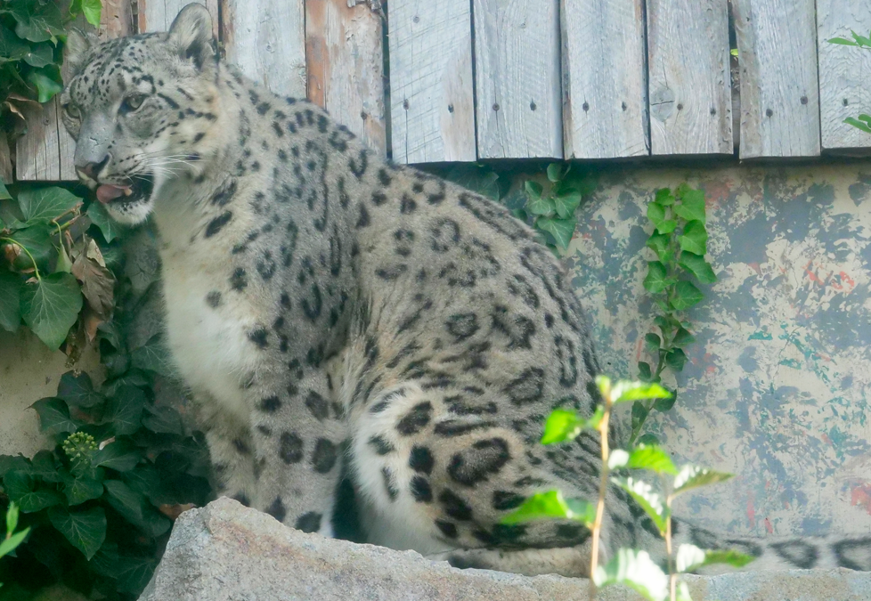 Zoo Boise Mourns the Loss of Beloved Snow Leopard Sabu