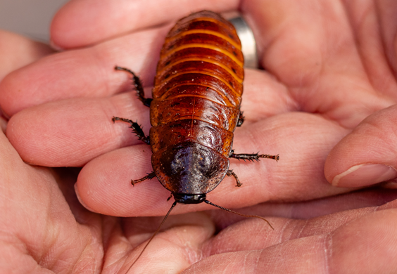Man holding large Madagascar hissing cockroach in his hands.