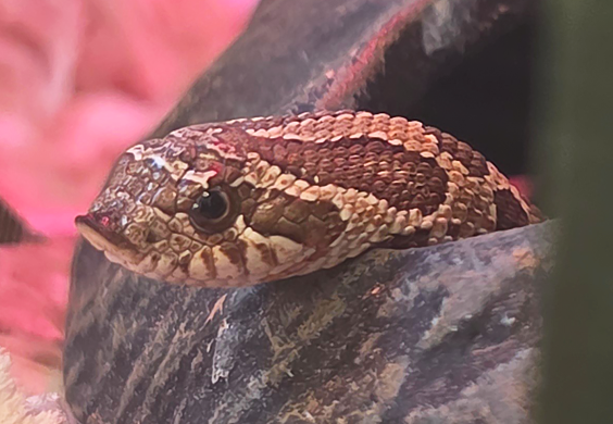 A male hedgehog stands in a blue kiddie pool next to fake fall foliage.